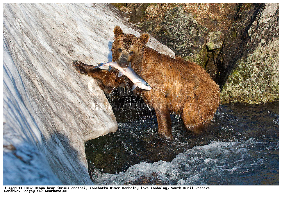 ����� �������, Ursus arctos,  ���� ����������, ����� ���������� , ��������, ����-���������� ��������, �� ��������, ��������, ��������, �������������, �������������, �����, �����, �������, ������, XYZ, ��������, Ursidae, ������������ �������