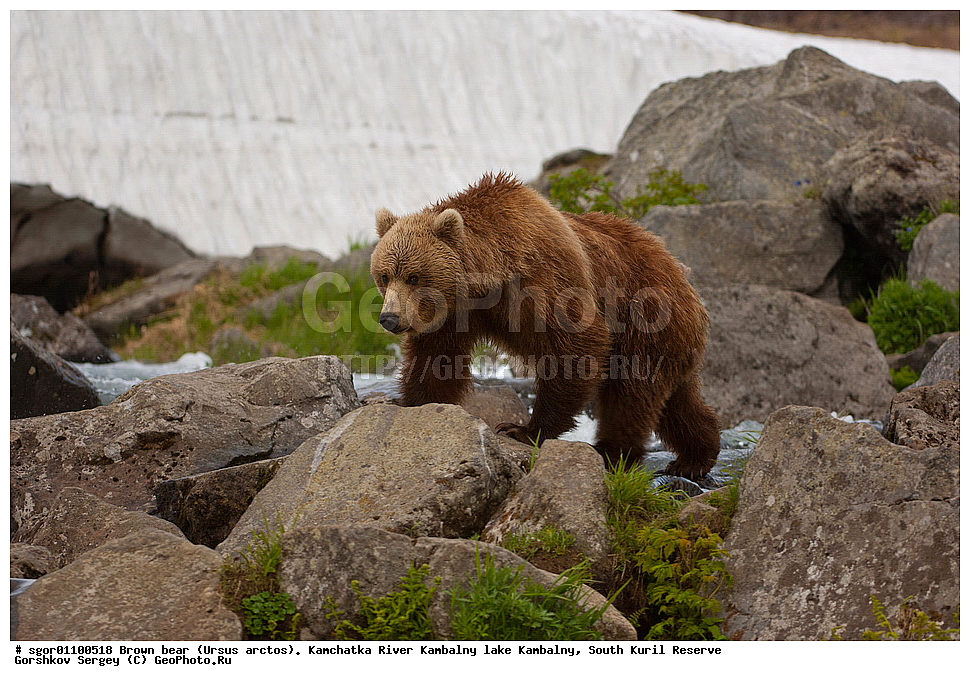 ����� �������, Ursus arctos,  ���� ����������, ����� ���������� , ��������, ����-���������� ��������, �� ��������, ��������, ��������, �������������, �������������, �����, �����, �������, ������, XYZ, ��������, Ursidae, ������������ �������