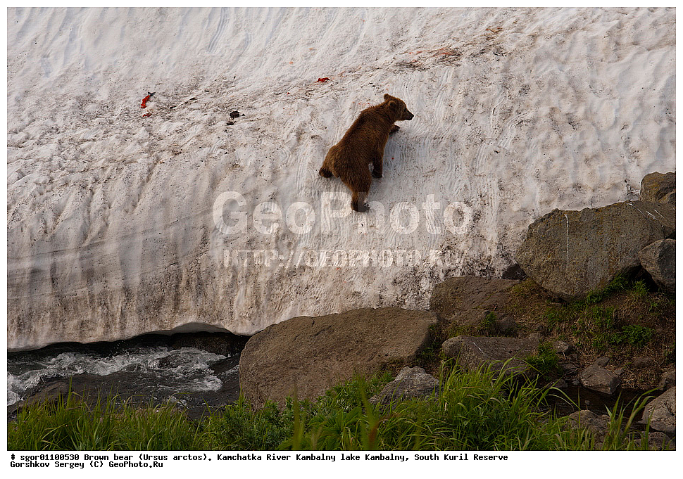 ����� �������, Ursus arctos,  ���� ����������, ����� ���������� , ��������, ����-���������� ��������, �� ��������, ��������, ��������, �������������, �������������, �����, �����, �������, ������, XYZ, ��������, Ursidae, ������������ �������