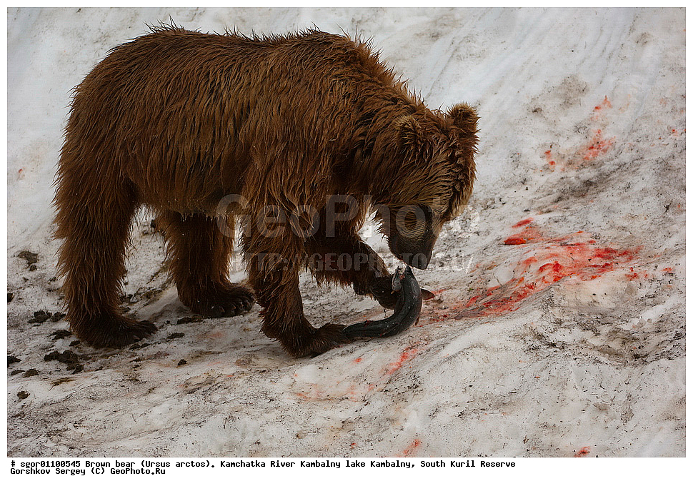 ����� �������, Ursus arctos,  ���� ����������, ����� ���������� , ��������, ����-���������� ��������, �� ��������, ��������, ��������, �������������, �������������, �����, �����, �������, ������, XYZ, ��������, Ursidae, ������������ �������