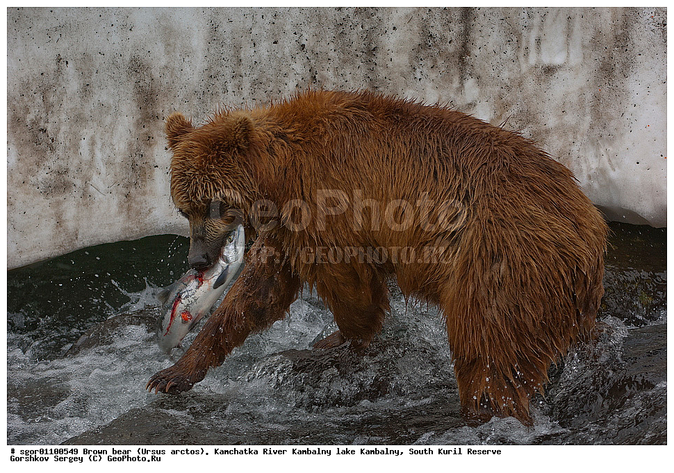 ����� �������, Ursus arctos,  ���� ����������, ����� ���������� , ��������, ����-���������� ��������, �� ��������, ��������, ��������, �������������, �������������, �����, �����, �������, ������, XYZ, ��������, Ursidae, ������������ �������