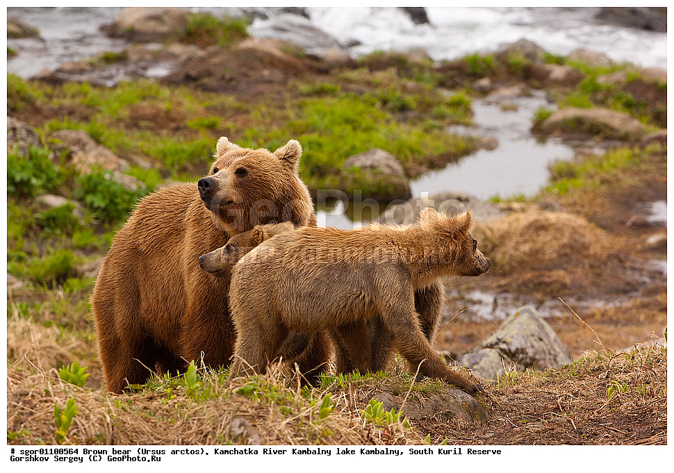 ����� �������, Ursus arctos,  ���� ����������, ����� ���������� , ��������, ����-���������� ��������, �� ��������, ��������, ��������, �������������, �������������, �����, �����, �������, ������, XYZ, ��������, Ursidae, ������������ �������