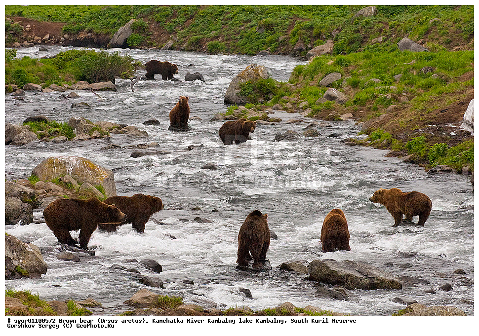 ����� �������, Ursus arctos,  ���� ����������, ����� ���������� , ��������, ����-���������� ��������, �� ��������, ��������, ��������, �������������, �������������, �����, �����, �������, ������, XYZ, ��������, Ursidae, ������������ �������