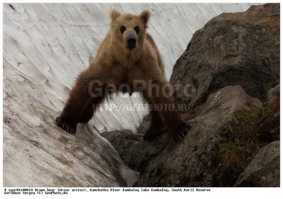 ����� �������, Ursus arctos,  ���� ����������, ����� ���������� , ��������, ����-���������� ��������, �� ��������, ��������, ��������, �������������, �������������, �����, �����, �������, ������, XYZ, ��������, Ursidae, ������������ �������