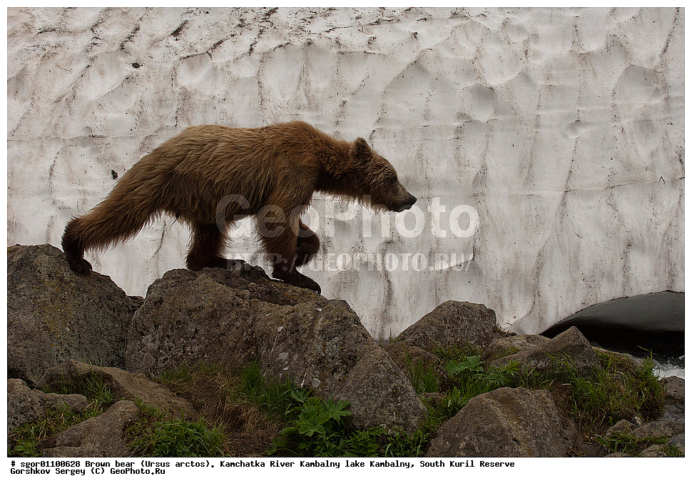 ����� �������, Ursus arctos,  ���� ����������, ����� ���������� , ��������, ����-���������� ��������, �� ��������, ��������, ��������, �������������, �������������, �����, �����, �������, ������, XYZ, ��������, Ursidae, ������������ �������