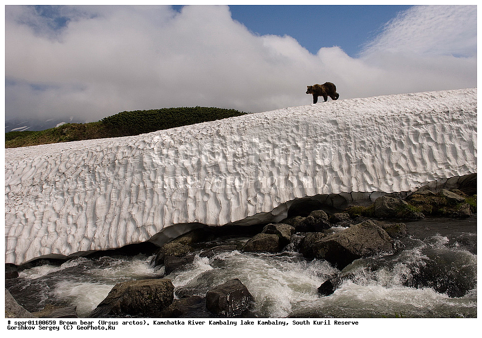 ����� �������, Ursus arctos,  ���� ����������, ����� ���������� , ��������, ����-���������� ��������, �� ��������, ��������, ��������, �������������, �������������, �����, �����, �������, ������, XYZ, ��������, Ursidae, ������������ �������