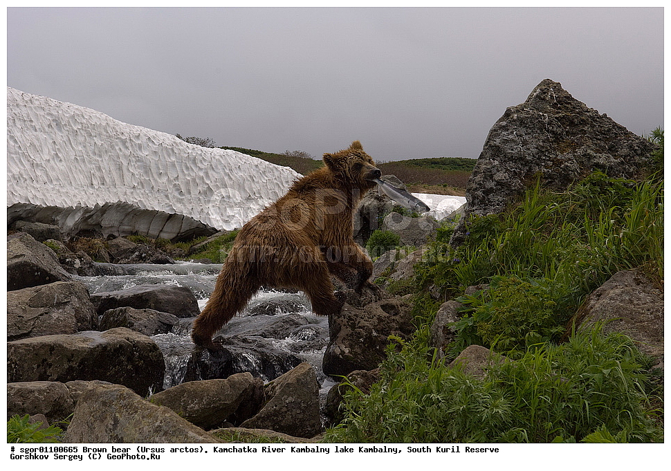 ����� �������, Ursus arctos,  ���� ����������, ����� ���������� , ��������, ����-���������� ��������, �� ��������, ��������, ��������, �������������, �������������, �����, �����, �������, ������, XYZ, ��������, Ursidae, ������������ �������