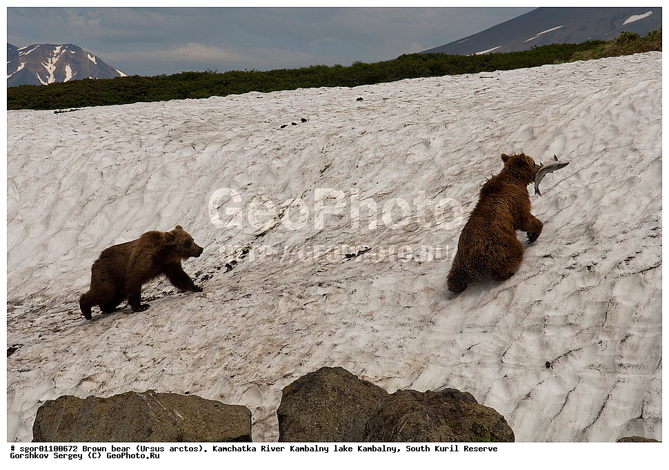 ����� �������, Ursus arctos,  ���� ����������, ����� ���������� , ��������, ����-���������� ��������, �� ��������, ��������, ��������, �������������, �������������, �����, �����, �������, ������, XYZ, ��������, Ursidae, ������������ �������