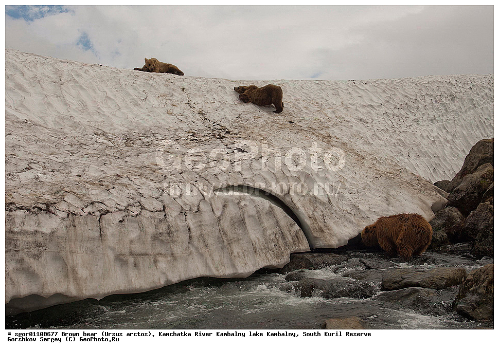 ����� �������, Ursus arctos,  ���� ����������, ����� ���������� , ��������, ����-���������� ��������, �� ��������, ��������, ��������, �������������, �������������, �����, �����, �������, ������, XYZ, ��������, Ursidae, ������������ �������