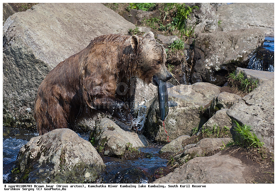 ����� �������, Ursus arctos,  ���� ����������, ����� ���������� , ��������, ����-���������� ��������, �� ��������, ��������, ��������, �������������, �������������, �����, �����, �������, ������, XYZ, ��������, Ursidae, ������������ �������