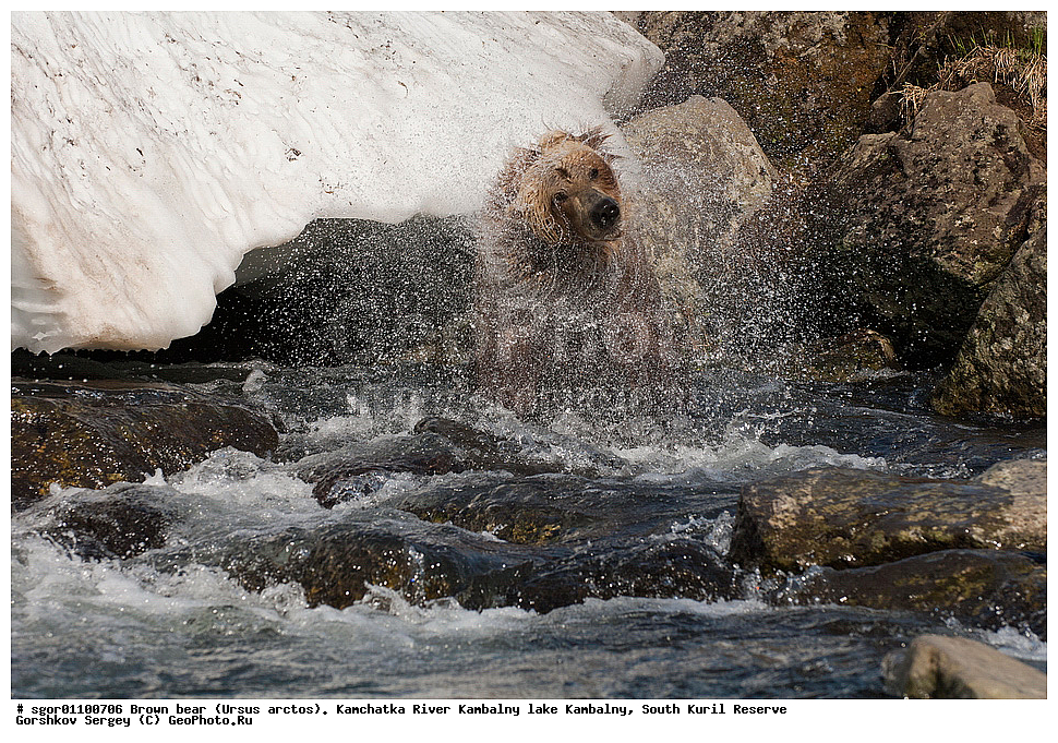 ����� �������, Ursus arctos,  ���� ����������, ����� ���������� , ��������, ����-���������� ��������, �� ��������, ��������, ��������, �������������, �������������, �����, �����, �������, ������, XYZ, ��������, Ursidae, ������������ �������
