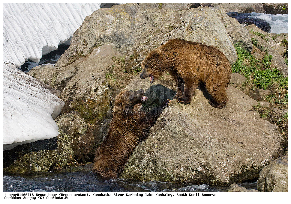 ����� �������, Ursus arctos,  ���� ����������, ����� ���������� , ��������, ����-���������� ��������, �� ��������, ��������, ��������, �������������, �������������, �����, �����, �������, ������, XYZ, ��������, Ursidae, ������������ �������