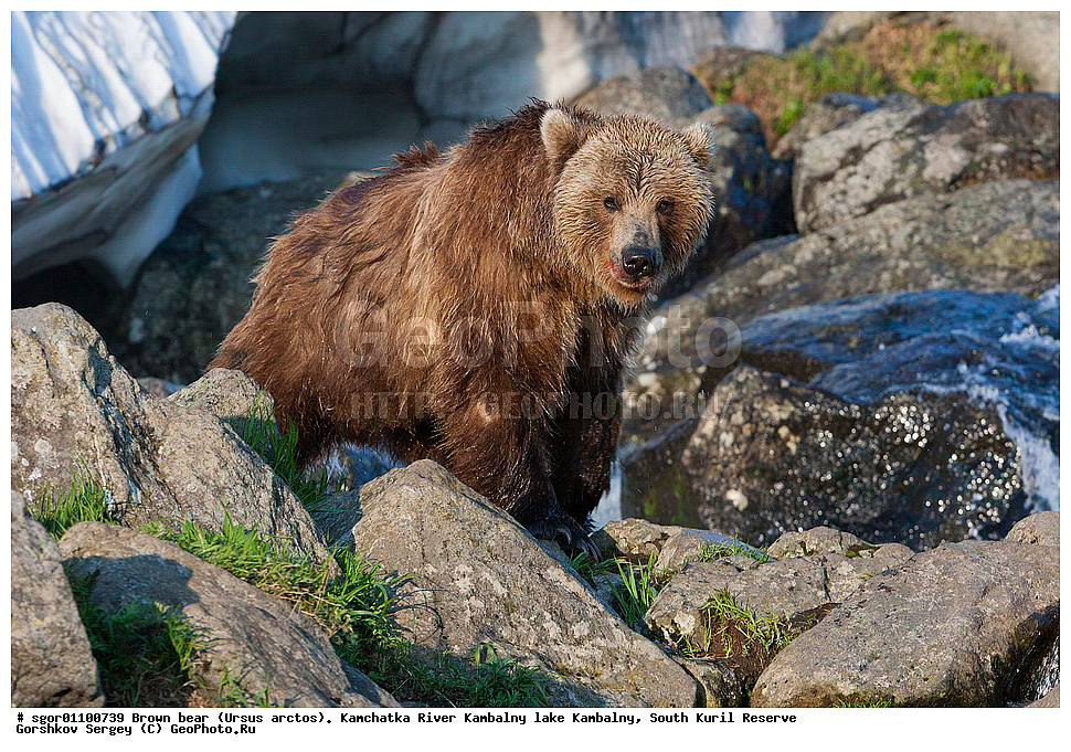 ����� �������, Ursus arctos,  ���� ����������, ����� ���������� , ��������, ����-���������� ��������, �� ��������, ��������, ��������, �������������, �������������, �����, �����, �������, ������, XYZ, ��������, Ursidae, ������������ �������