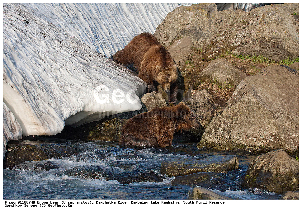 ����� �������, Ursus arctos,  ���� ����������, ����� ���������� , ��������, ����-���������� ��������, �� ��������, ��������, ��������, �������������, �������������, �����, �����, �������, ������, XYZ, ��������, Ursidae, ������������ �������