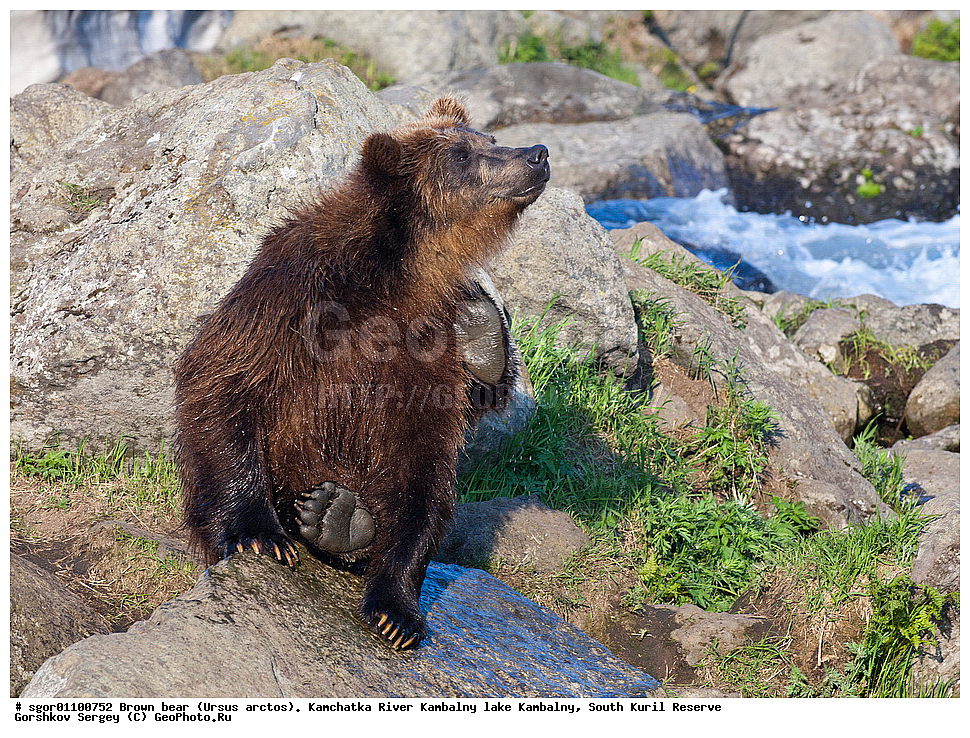 ����� �������, Ursus arctos,  ���� ����������, ����� ���������� , ��������, ����-���������� ��������, �� ��������, ��������, ��������, �������������, �������������, �����, �����, �������, ������, XYZ, ��������, Ursidae, ������������ �������