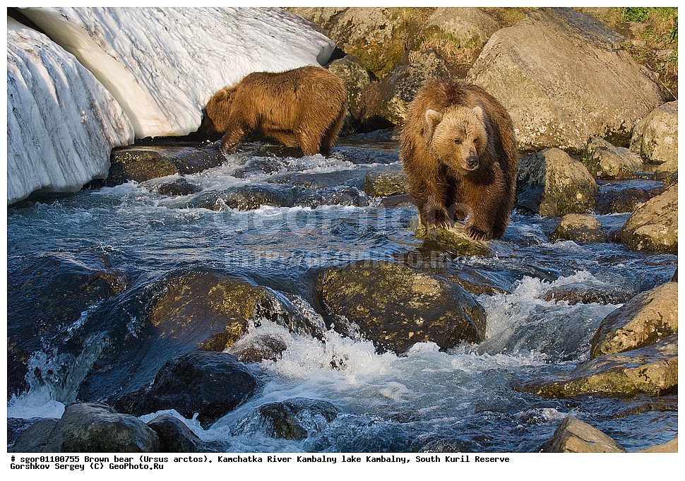 ����� �������, Ursus arctos,  ���� ����������, ����� ���������� , ��������, ����-���������� ��������, �� ��������, ��������, ��������, �������������, �������������, �����, �����, �������, ������, XYZ, ��������, Ursidae, ������������ �������