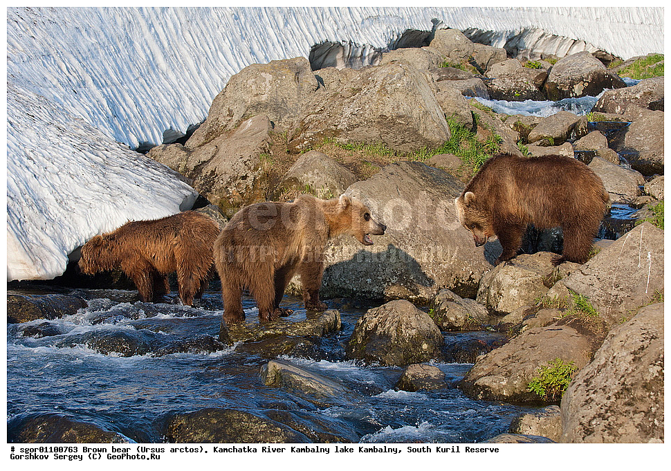 ����� �������, Ursus arctos,  ���� ����������, ����� ���������� , ��������, ����-���������� ��������, �� ��������, ��������, ��������, �������������, �������������, �����, �����, �������, ������, XYZ, ��������, Ursidae, ������������ �������