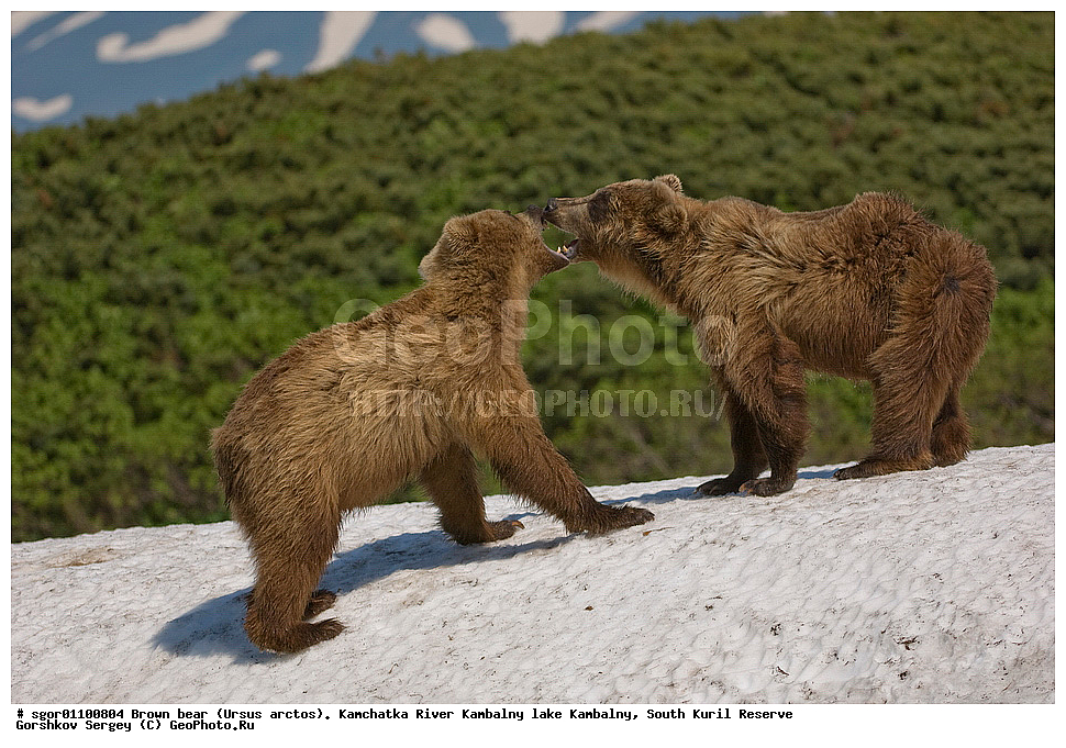 ����� �������, Ursus arctos,  ���� ����������, ����� ���������� , ��������, ����-���������� ��������, �� ��������, ��������, ��������, �������������, �������������, �����, �����, �������, ������, XYZ, ��������, Ursidae, ������������ �������