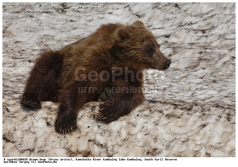 ����� �������, Ursus arctos,  ���� ����������, ����� ���������� , ��������, ����-���������� ��������, �� ��������, ��������, ��������, �������������, �������������, �����, �����, �������, ������, XYZ, ��������, Ursidae, ������������ �������