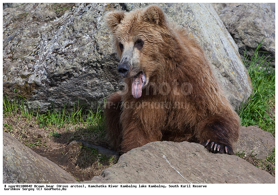 ����� �������, Ursus arctos,  ���� ����������, ����� ���������� , ��������, ����-���������� ��������, �� ��������, ��������, ��������, �������������, �������������, �����, �����, �������, ������, XYZ, ��������, Ursidae, ������������ �������
