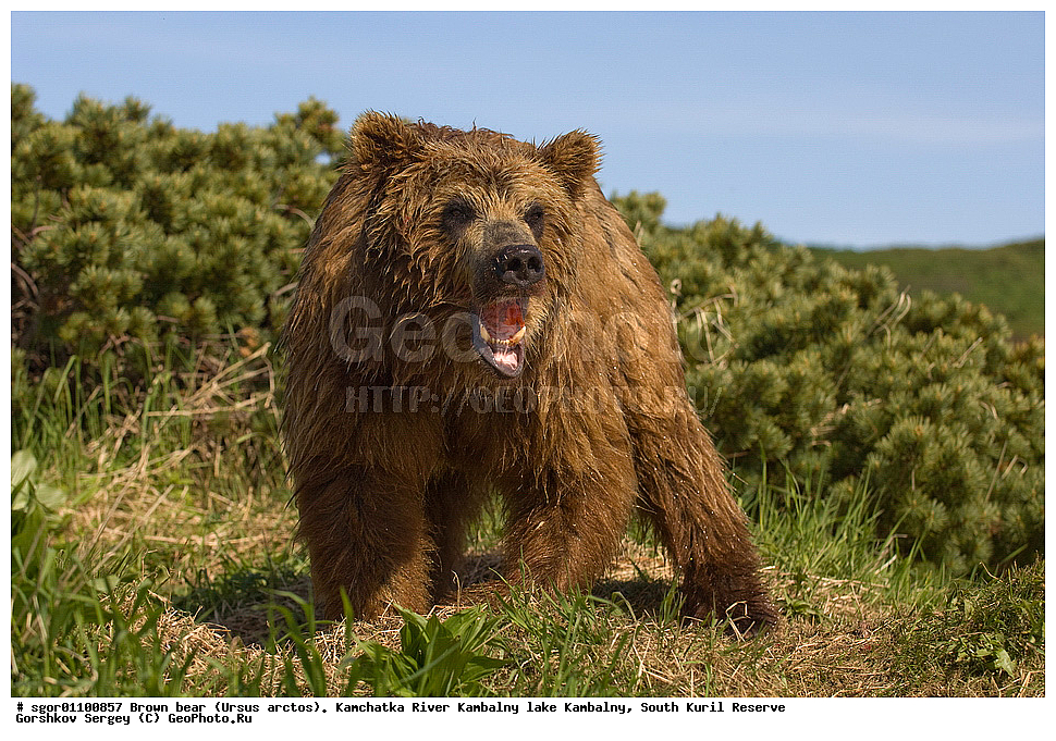 ����� �������, Ursus arctos,  ���� ����������, ����� ���������� , ��������, ����-���������� ��������, �� ��������, ��������, ��������, �������������, �������������, �����, �����, �������, ������, XYZ, ��������, Ursidae, ������������ �������
