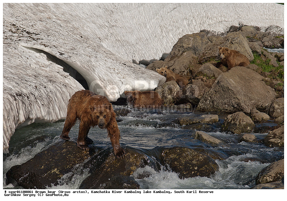 ����� �������, Ursus arctos,  ���� ����������, ����� ���������� , ��������, ����-���������� ��������, �� ��������, ��������, ��������, �������������, �������������, �����, �����, �������, ������, XYZ, ��������, Ursidae, ������������ �������