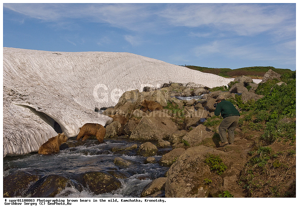 ����� �������, Ursus arctos,    ��������, ��������� ����������, ��������� ����������, ��������, ��������, �������������, �������������, �����, �����, �������, ������, XYZ, ��������, Ursidae, ������������ �������