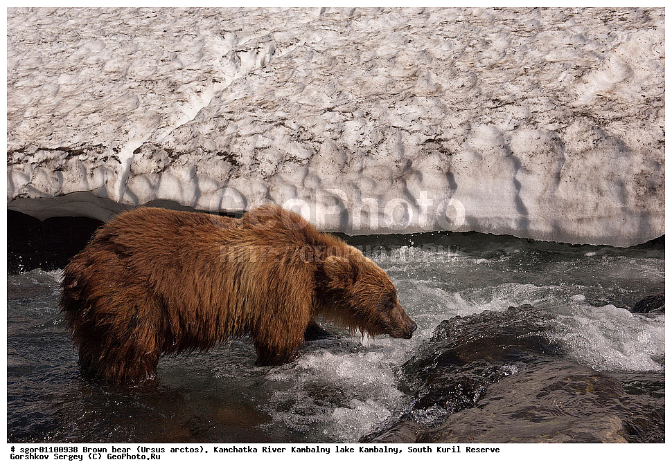 ����� �������, Ursus arctos,  ���� ����������, ����� ���������� , ��������, ����-���������� ��������, �� ��������, ��������, ��������, �������������, �������������, �����, �����, �������, ������, XYZ, ��������, Ursidae, ������������ �������