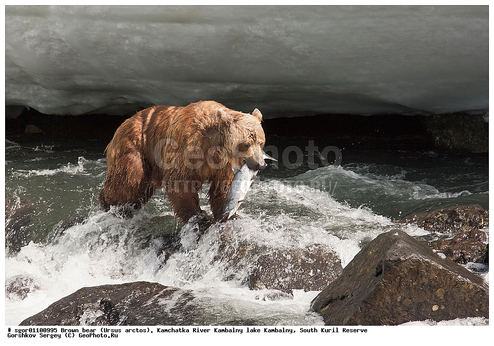����� �������, Ursus arctos,  ���� ����������, ����� ���������� , ��������, ����-���������� ��������, �� ��������, ��������, ��������, �������������, �������������, �����, �����, �������, ������, XYZ, ��������, Ursidae, ������������ �������