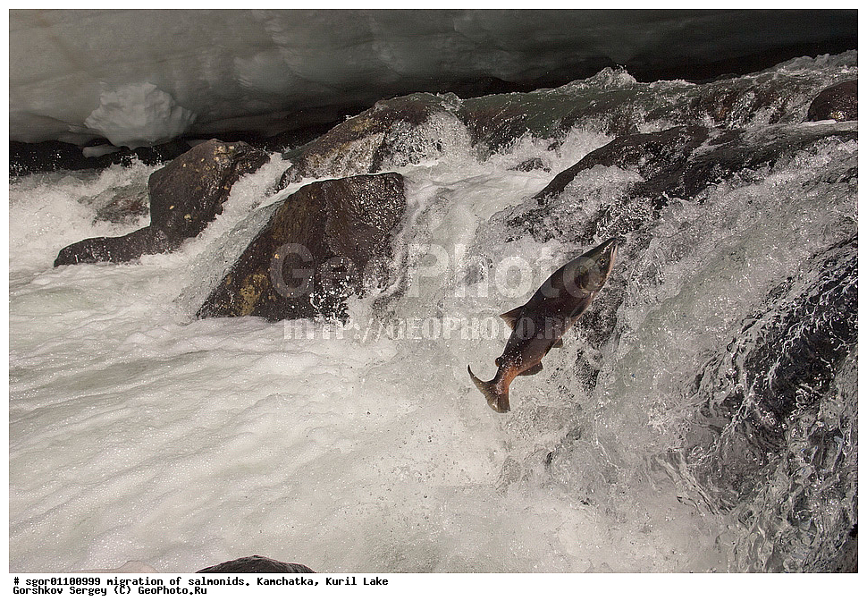 ��������, ������, ����, ��������, ��������� ����������, ��������� ����������, ���������� �����