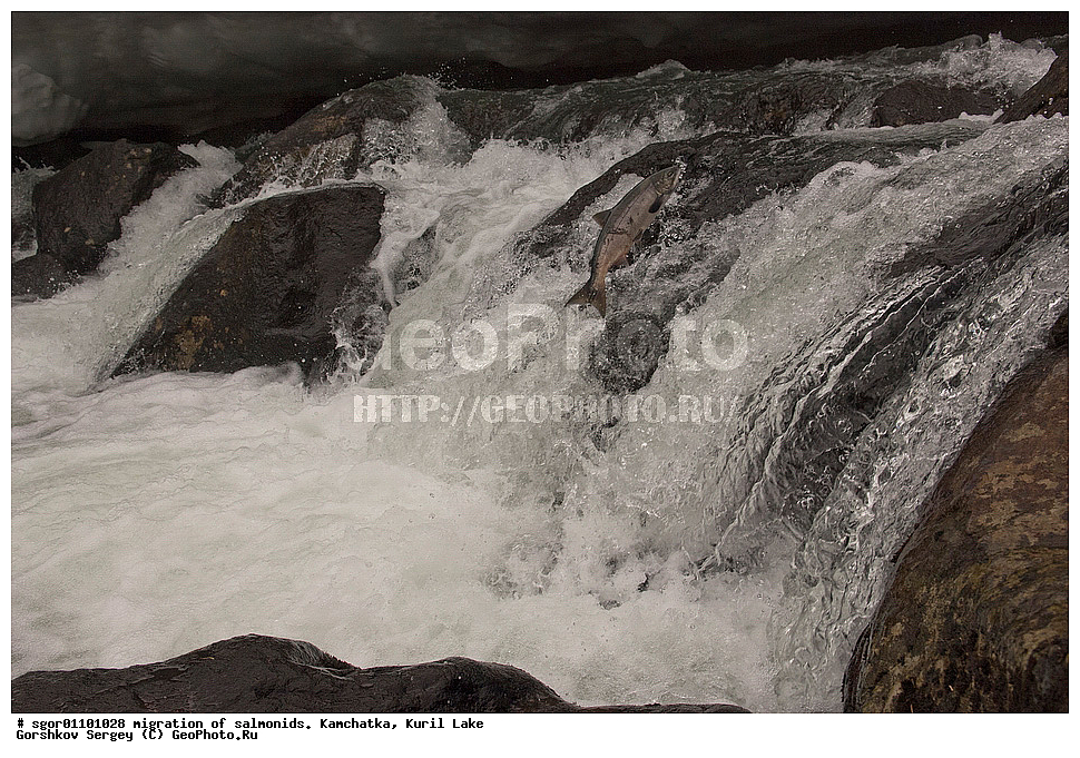 ��������, ������, ����, ��������, ��������� ����������, ��������� ����������, ���������� �����