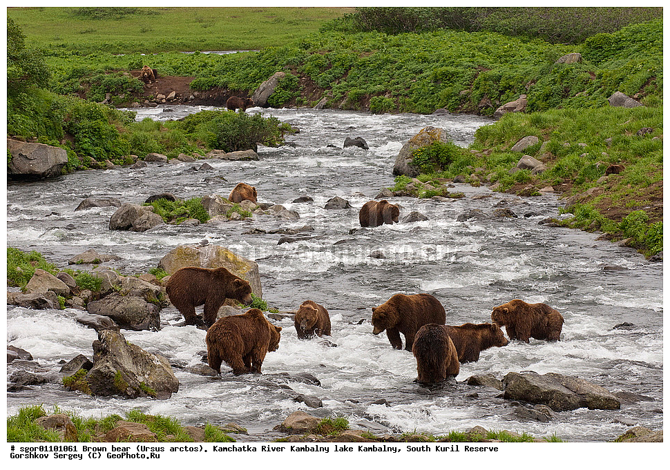 ����� �������, Ursus arctos,  ���� ����������, ����� ���������� , ��������, ����-���������� ��������, �� ��������, ��������, ��������, �������������, �������������, �����, �����, �������, ������, XYZ, ��������, Ursidae, ������������ �������