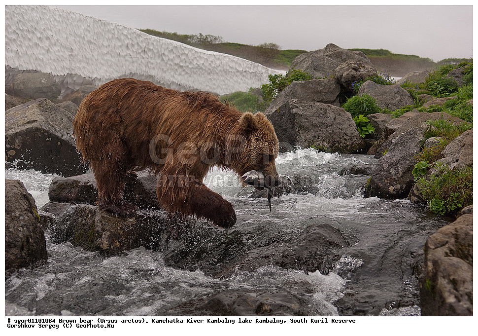 ����� �������, Ursus arctos,  ���� ����������, ����� ���������� , ��������, ����-���������� ��������, �� ��������, ��������, ��������, �������������, �������������, �����, �����, �������, ������, XYZ, ��������, Ursidae, ������������ �������