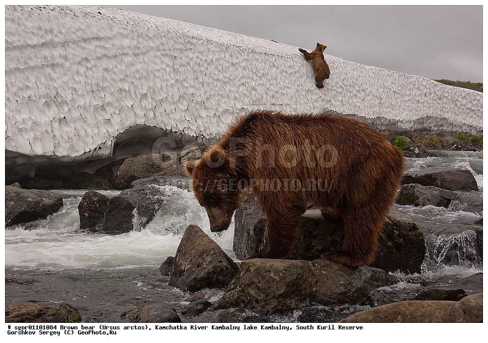 ����� �������, Ursus arctos,  ���� ����������, ����� ���������� , ��������, ����-���������� ��������, �� ��������, ��������, ��������, �������������, �������������, �����, �����, �������, ������, XYZ, ��������, Ursidae, ������������ �������