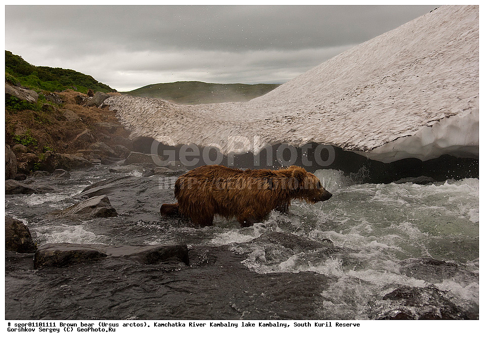 ����� �������, Ursus arctos,  ���� ����������, ����� ���������� , ��������, ����-���������� ��������, �� ��������, ��������, ��������, �������������, �������������, �����, �����, �������, ������, XYZ, ��������, Ursidae, ������������ �������