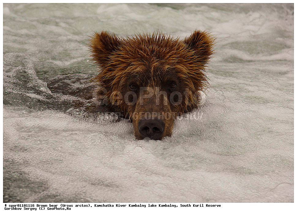 ����� �������, Ursus arctos,  ���� ����������, ����� ���������� , ��������, ����-���������� ��������, �� ��������, ��������, ��������, �������������, �������������, �����, �����, �������, ������, XYZ, ��������, Ursidae, ������������ �������
