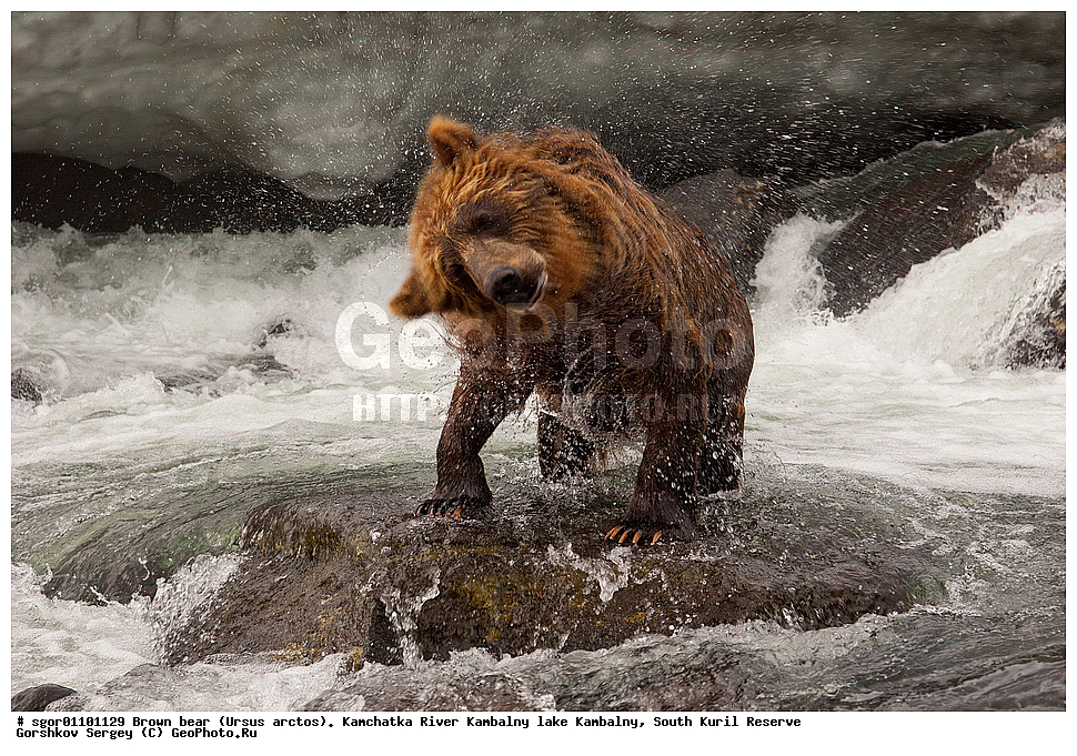 ����� �������, Ursus arctos,  ���� ����������, ����� ���������� , ��������, ����-���������� ��������, �� ��������, ��������, ��������, �������������, �������������, �����, �����, �������, ������, XYZ, ��������, Ursidae, ������������ �������