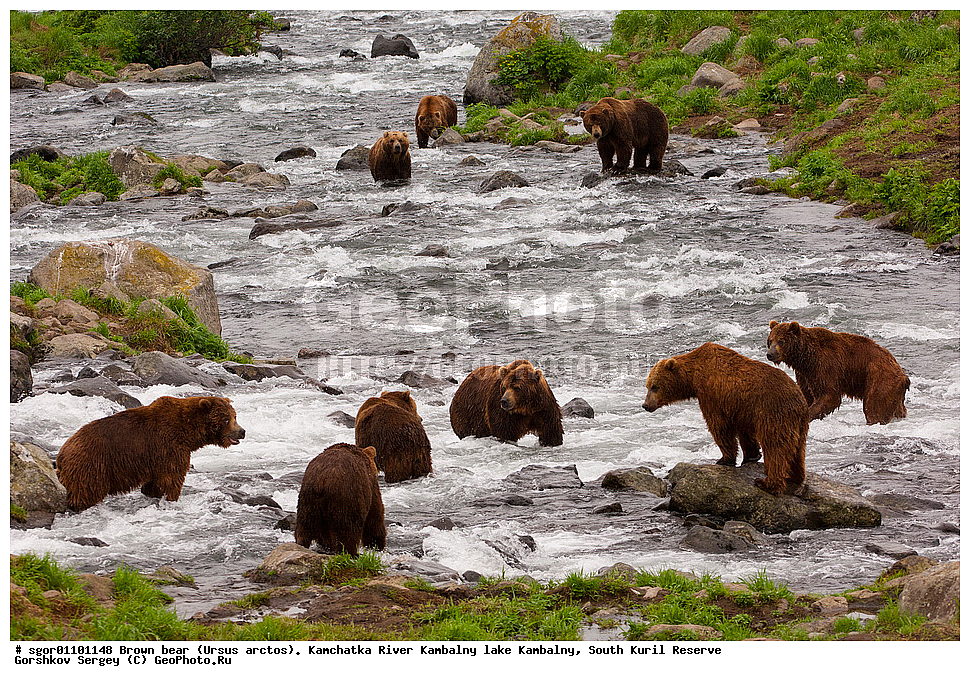 ����� �������, Ursus arctos,  ���� ����������, ����� ���������� , ��������, ����-���������� ��������, �� ��������, ��������, ��������, �������������, �������������, �����, �����, �������, ������, XYZ, ��������, Ursidae, ������������ �������