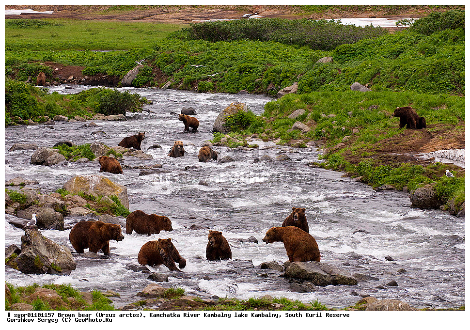 ����� �������, Ursus arctos,  ���� ����������, ����� ���������� , ��������, ����-���������� ��������, �� ��������, ��������, ��������, �������������, �������������, �����, �����, �������, ������, XYZ, ��������, Ursidae, ������������ �������