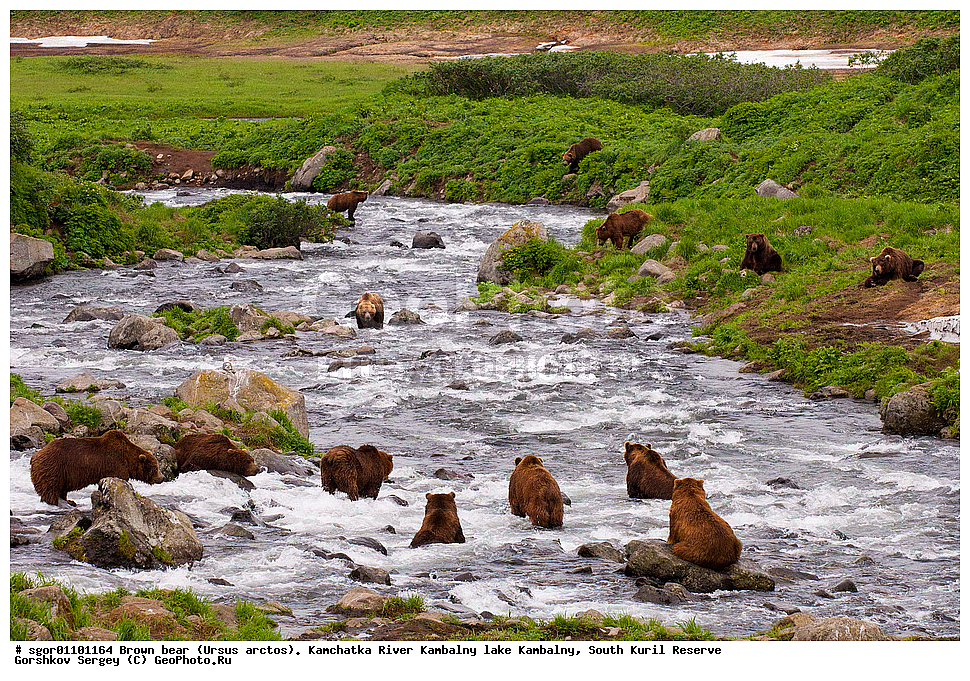 ����� �������, Ursus arctos,  ���� ����������, ����� ���������� , ��������, ����-���������� ��������, �� ��������, ��������, ��������, �������������, �������������, �����, �����, �������, ������, XYZ, ��������, Ursidae, ������������ �������