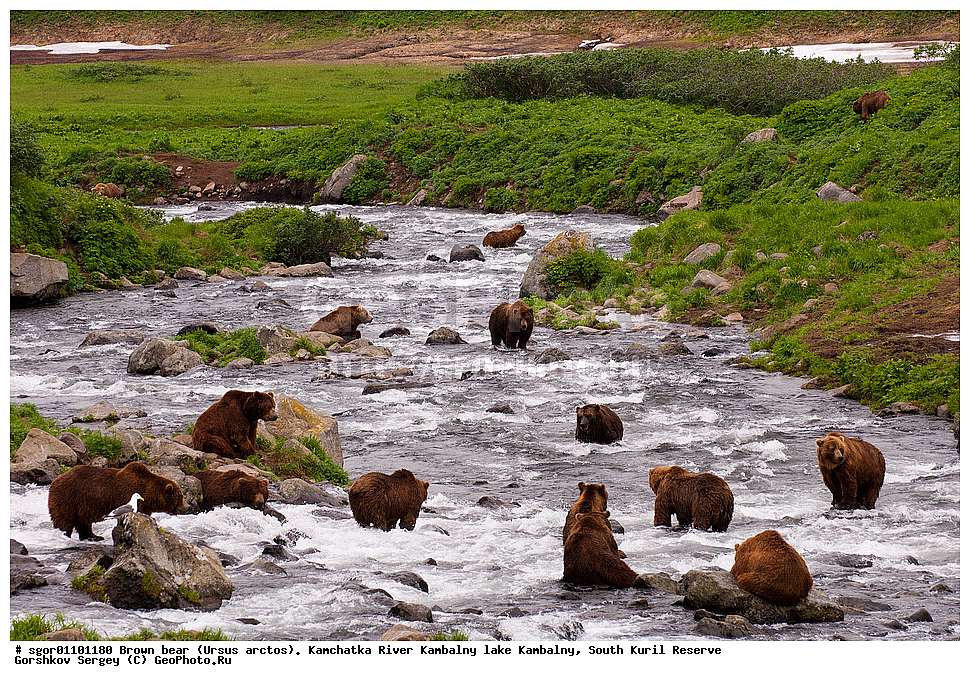 ����� �������, Ursus arctos,  ���� ����������, ����� ���������� , ��������, ����-���������� ��������, �� ��������, ��������, ��������, �������������, �������������, �����, �����, �������, ������, XYZ, ��������, Ursidae, ������������ �������