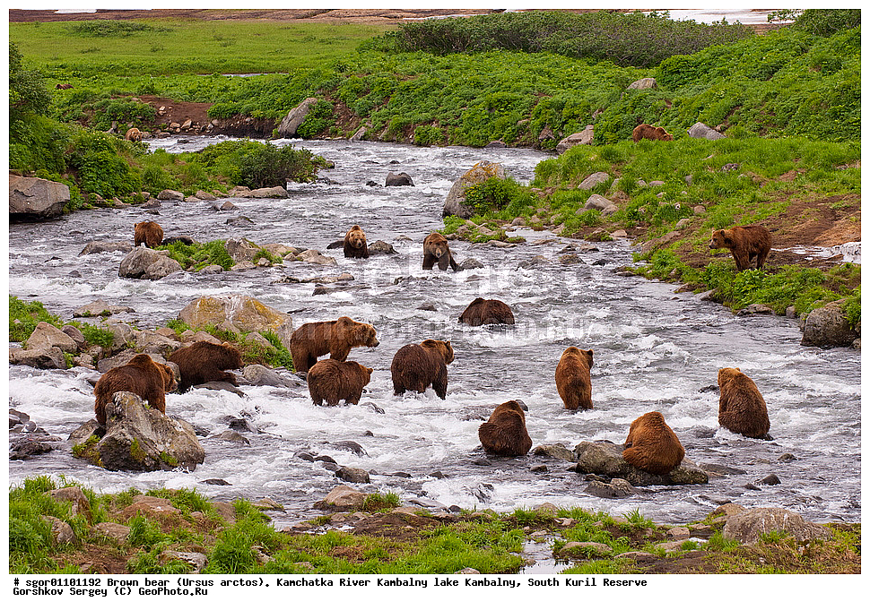 ����� �������, Ursus arctos,  ���� ����������, ����� ���������� , ��������, ����-���������� ��������, �� ��������, ��������, ��������, �������������, �������������, �����, �����, �������, ������, XYZ, ��������, Ursidae, ������������ �������