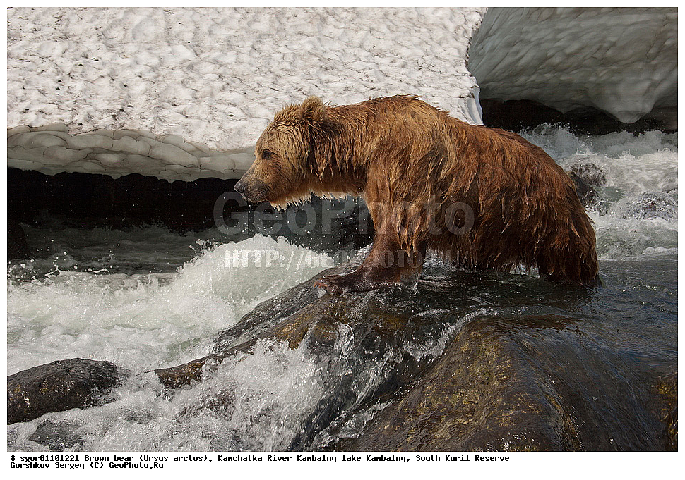 ����� �������, Ursus arctos,  ���� ����������, ����� ���������� , ��������, ����-���������� ��������, �� ��������, ��������, ��������, �������������, �������������, �����, �����, �������, ������, XYZ, ��������, Ursidae, ������������ �������