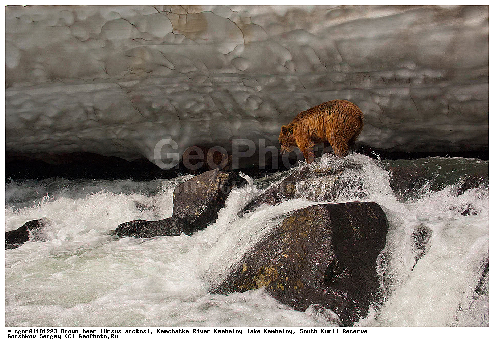 ����� �������, Ursus arctos,  ���� ����������, ����� ���������� , ��������, ����-���������� ��������, �� ��������, ��������, ��������, �������������, �������������, �����, �����, �������, ������, XYZ, ��������, Ursidae, ������������ �������