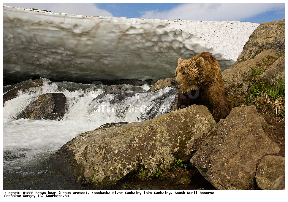 ����� �������, Ursus arctos,  ���� ����������, ����� ���������� , ��������, ����-���������� ��������, �� ��������, ��������, ��������, �������������, �������������, �����, �����, �������, ������, XYZ, ��������, Ursidae, ������������ �������