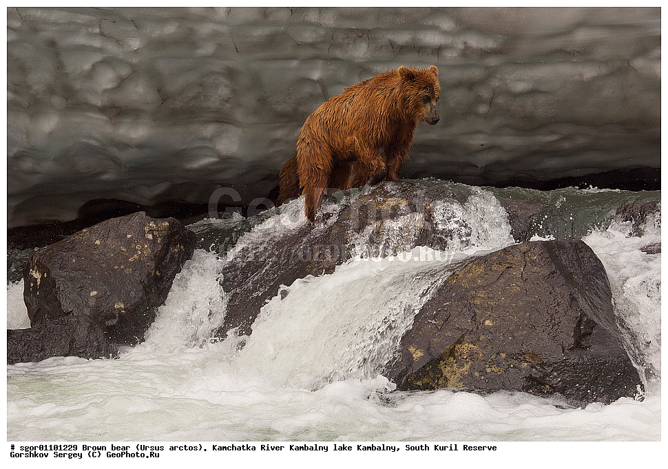 ����� �������, Ursus arctos,  ���� ����������, ����� ���������� , ��������, ����-���������� ��������, �� ��������, ��������, ��������, �������������, �������������, �����, �����, �������, ������, XYZ, ��������, Ursidae, ������������ �������