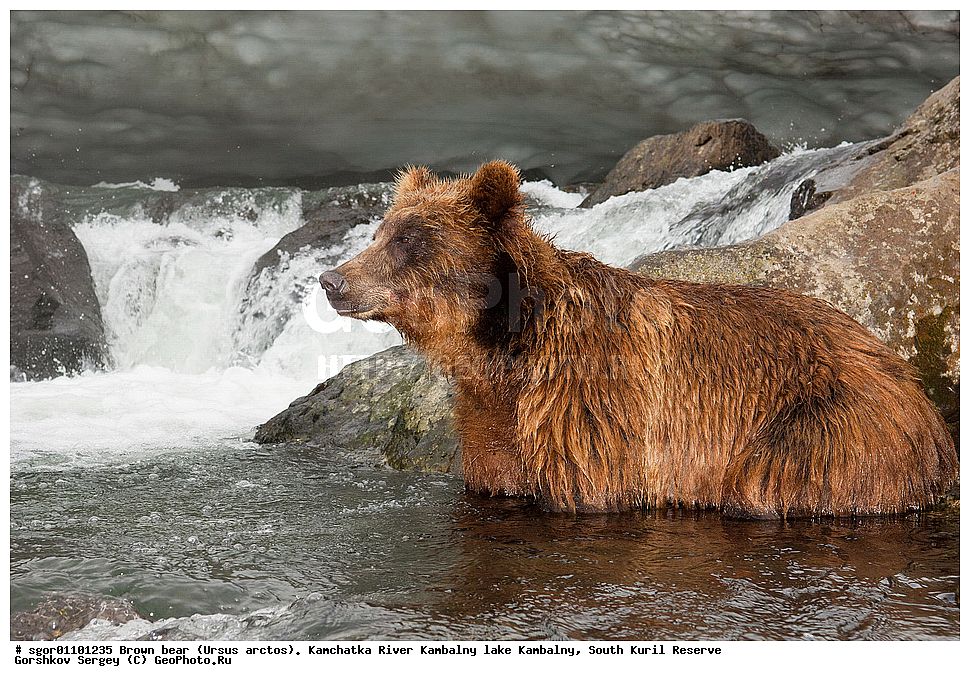 ����� �������, Ursus arctos,  ���� ����������, ����� ���������� , ��������, ����-���������� ��������, �� ��������, ��������, ��������, �������������, �������������, �����, �����, �������, ������, XYZ, ��������, Ursidae, ������������ �������