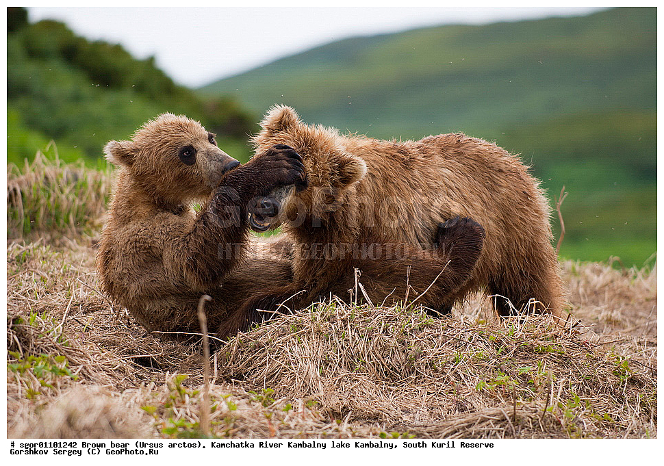 ����� �������, Ursus arctos,  ���� ����������, ����� ���������� , ��������, ����-���������� ��������, �� ��������, ��������, ��������, �������������, �������������, �����, �����, �������, ������, XYZ, ��������, Ursidae, ������������ �������