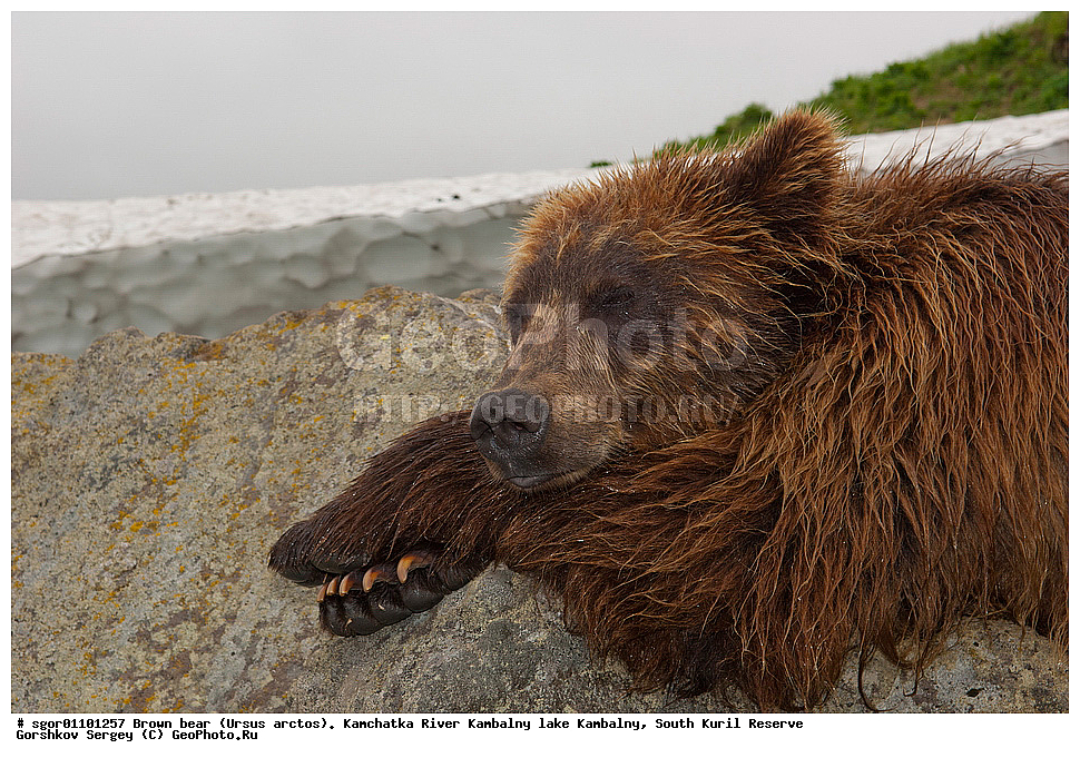 ����� �������, Ursus arctos,  ���� ����������, ����� ���������� , ��������, ����-���������� ��������, �� ��������, ��������, ��������, �������������, �������������, �����, �����, �������, ������, XYZ, ��������, Ursidae, ������������ �������