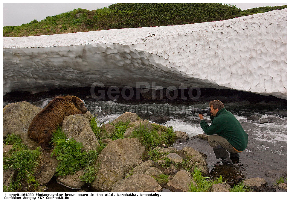 ����� �������, Ursus arctos,    ��������, ��������� ����������, ��������� ����������, ��������, ��������, �������������, �������������, �����, �����, �������, ������, XYZ, ��������, Ursidae, ������������ �������